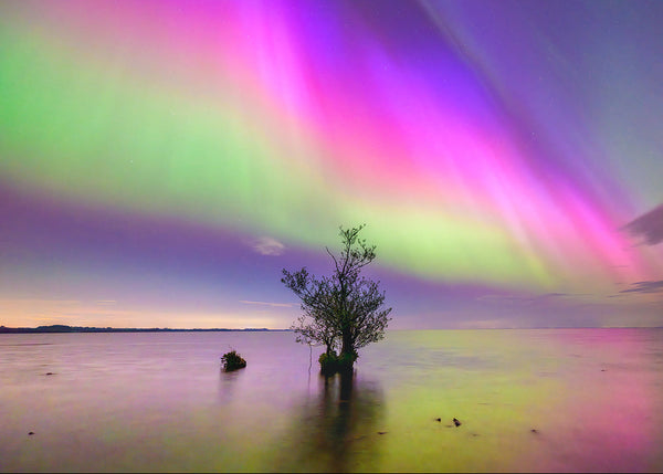 Aurora borealis over Lough Neagh Northern Ireland reflected in calm water with lone tree