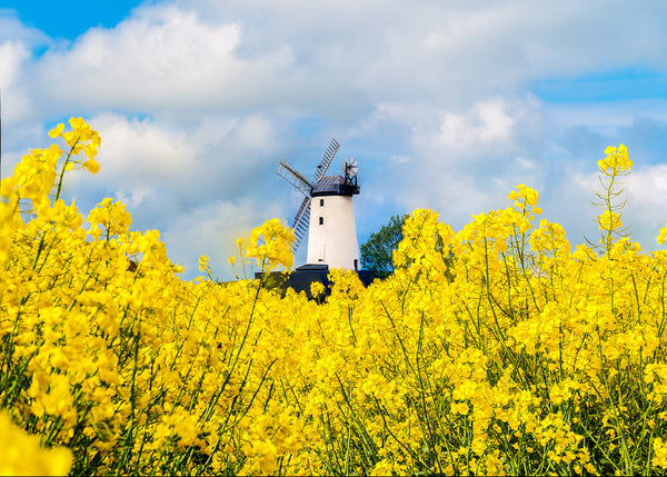 Ballycopeland Windmill County Down surrounded by yellow rapeseed flowers in spring