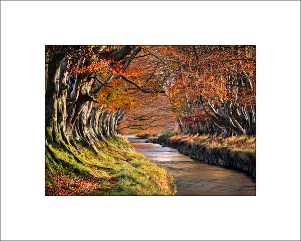 Autumn colours on the Ballymartin Water near Templepatrick in County Antrim by Irish Landscape Photographer John Taggart