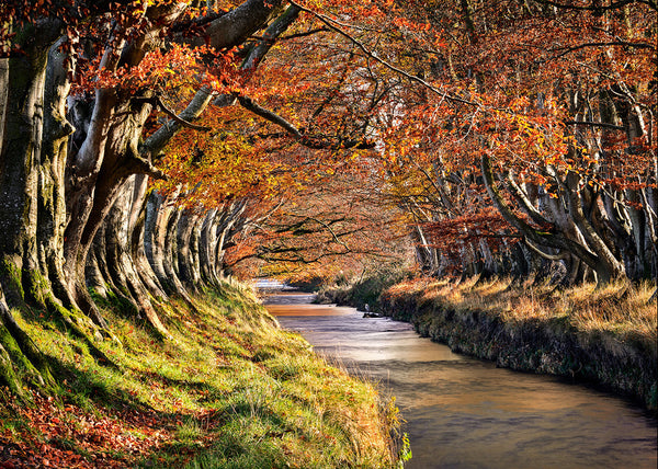  tree tunnel in autumn with orange leaves and winding stream, Northern Ireland landscape photography