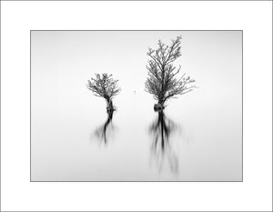 Trees on beautiful Lough Neagh near Antrim Marina by John taggart Landscapes