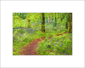 Bluebell Wood in Portglenone Northern Ireland by John Taggart Landscapes