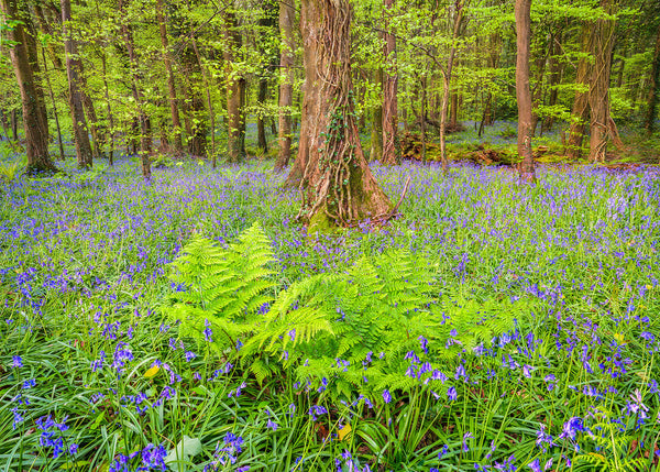 A tranquil woodland bursts into colour as a vibrant carpet of bluebells weaves through the forest floor.
Illuminated by fresh spring foliage as beautiful ferns unfurl gracefully in the foreground, celebrating the season of renewal beneath the towering ivy-clad trees.