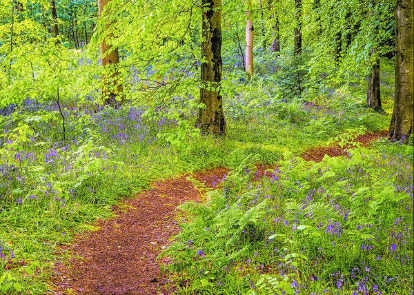 Irish woodland path surrounded by vibrant green trees and blooming bluebells in spring forest landscape