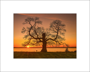 Winter sunset at the Cabin Tree on Lough Neagh County Antrim by John Taggart Landscape Photography