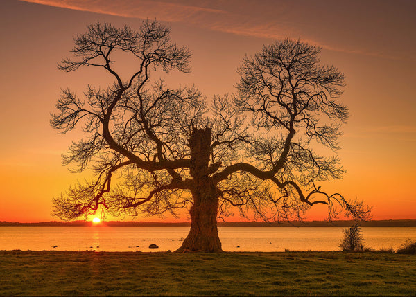 Silhouette of lone tree at sunset over calm water in Ireland orange sky