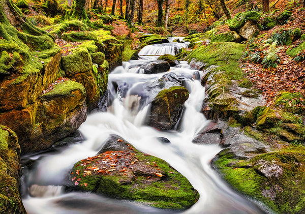Autumn stream flowing through moss covered rocks in Cloghleigh Woods County Wicklow Ireland forest landscape