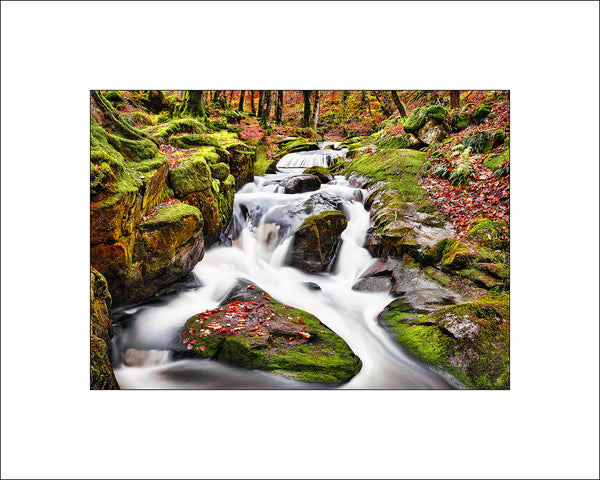 Beautiful Autumnal colours at Cloghleagh Woods in County Wicklow By John Taggart Landscapes