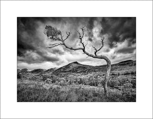 A Lone Pine in beautiful Glen Affric, Strathglass, in the Highlands of Scotland by John Taggart Landscapes 