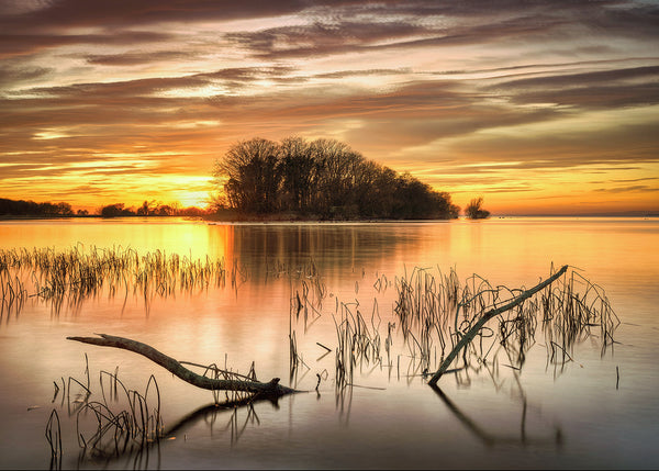 Lough Neagh sunset with small island, reeds in foreground and golden reflections on calm water Northern Ireland landscape