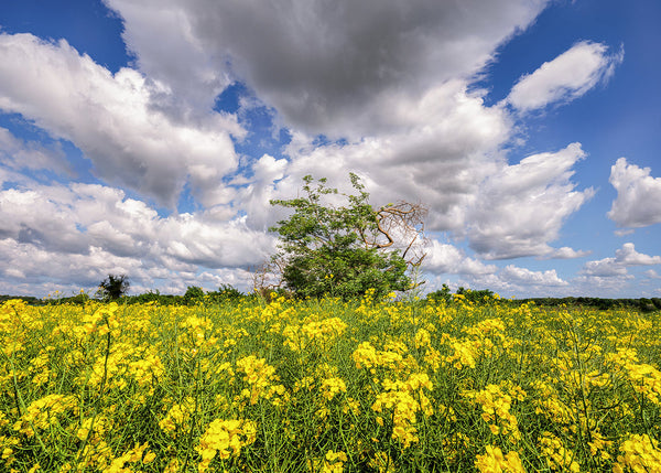 Yellow wildflower field in rural Ireland under dramatic blue sky with large clouds and lone tree