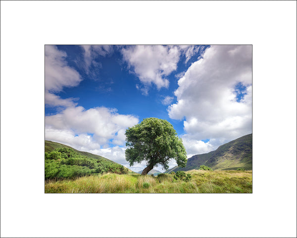 The leaning tree at Finny in Connemara County Galway by Irish Landscape Photographer John Taggart