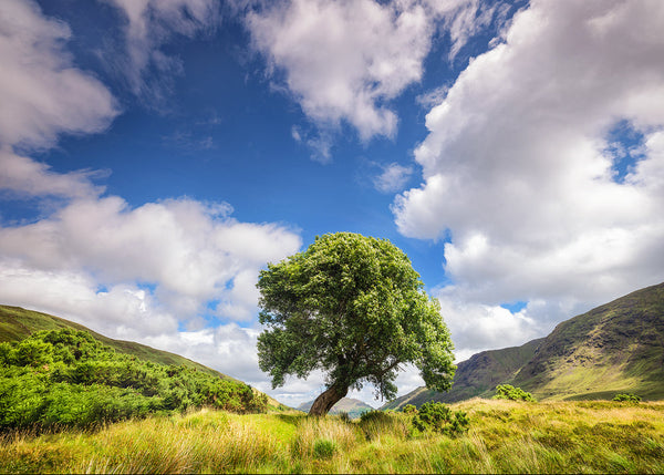 Single tree in a grassy field with mountains and blue sky in beautiful Connemara County Galway Ireland