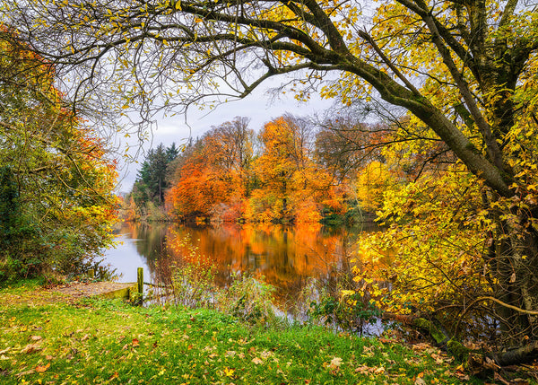 Autumn trees reflected in River Bann at Fisherman’s Walk, Portglenone, Northern Ireland.