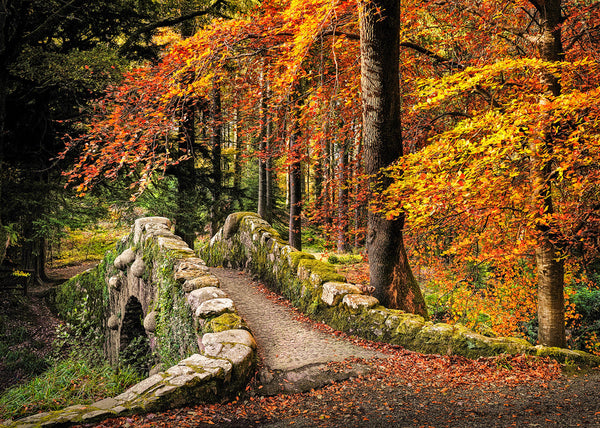 Autumn stone bridge in Irish woodland with vibrant orange leaves and moss covered path