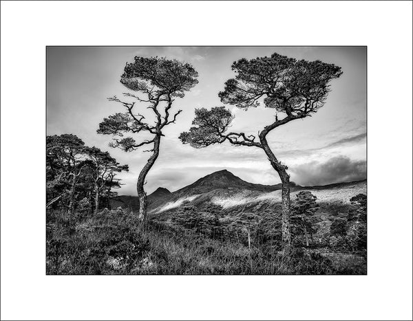 Morning Light on these beautiful Caledonian Pine Trees in Glen Affric, Strathglass, in the Scottish Highlands by John Taggart Landscapes