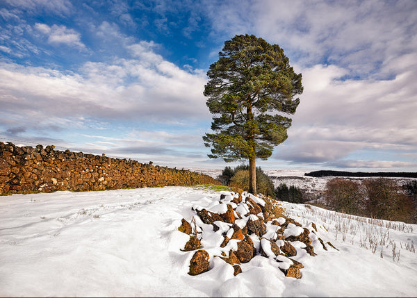 A snowy mountain print in the Glens of Antrim Ireland featuring a lone pine on a mountain