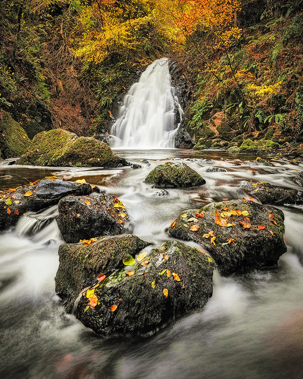Gleno Waterfall in autumn, County Antrim, Ireland with flowing water over rocks surrounded by colourful woodland foliage