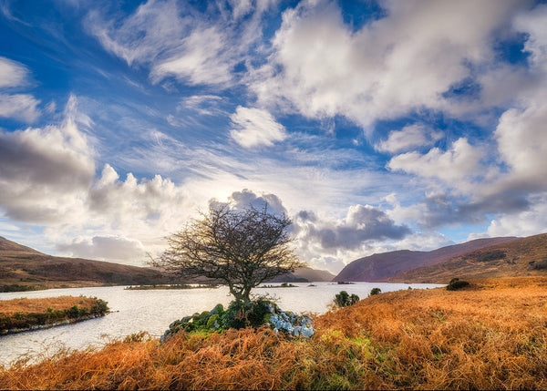 Irish landscape photography print of a lone tree beside a lake in Glenveagh, Donegal, with dramatic skies and mountain scenery in Ireland.