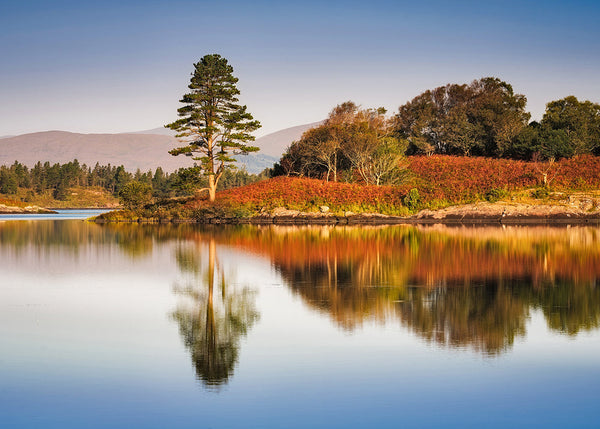 Autumn pine tree reflection in calm lake Killarney National Park Ireland landscape photography