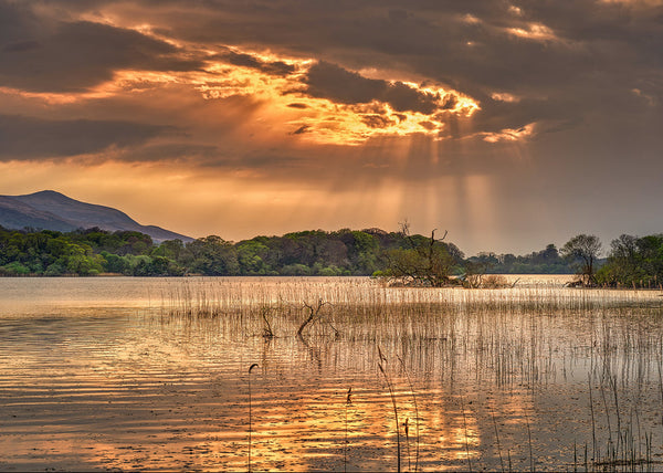 Sun rays shining over lake and reeds in Killarney National Park County Kerry Ireland landscape photography print.