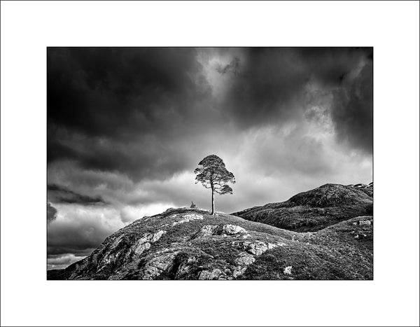 A lone Scots pine stands proudly upon a hill in Glen Strathfarrar in the Scottish Highlands by John Taggart Landscapes