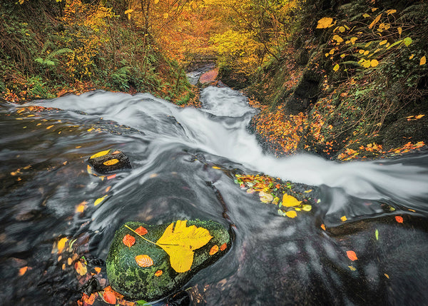 Irish forest waterfall in autumn with flowing water over rocks and colourful leaves, long exposure landscape photography Ireland