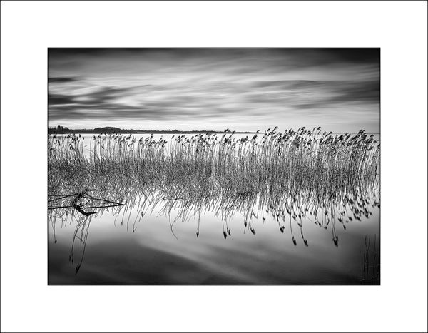 Reeds at Lough Neagh Antrim on a moody calm day in Fine Art Black & White Photography by John Taggart Landscapes