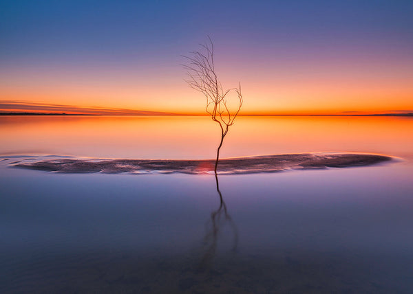 Lone tree at sunset in Lough Neagh with calm water reflection minimalist Irish landscape photography