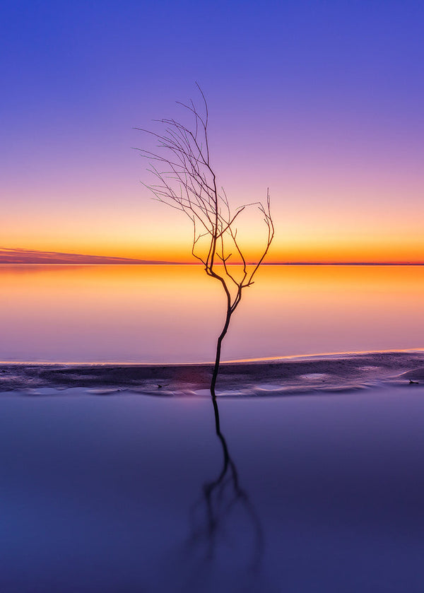 Lough Neagh sunset tree minimalist Irish landscape wall art