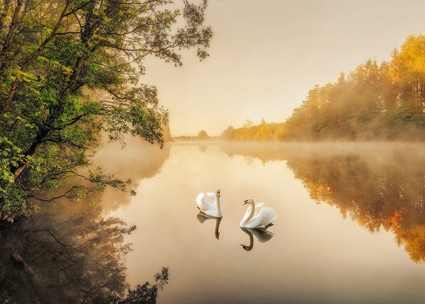 two white swans on misty River Bann surrounded by autumn trees with reflections in calm water Northern Ireland landscape