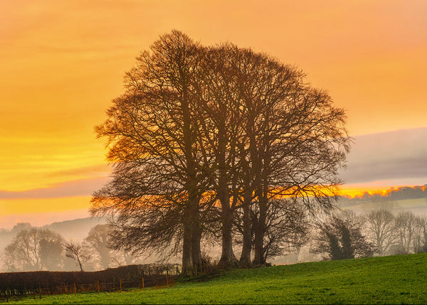 Misty sunrise in Templepatrick with silhouetted trees and soft golden sky over green fields
