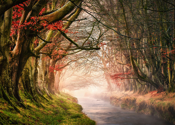 Misty River Irish landscape woodland print