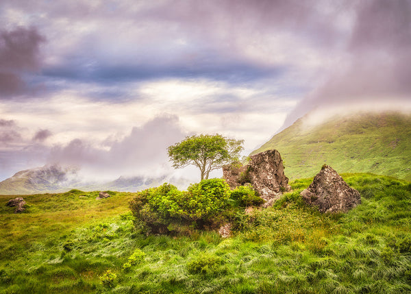Connemara landscape photograph of a lone tree surrounded by misty Irish mountains and green grass