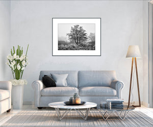 Cranfield Tree by Lough Neagh in Fine Art Black &amp; White Landscape Photography on a misty morning by John Taggart Landscapes