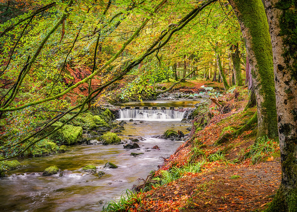 Shimna River in autumn at Tollymore Forest Park County Down Ireland woodland landscape photography