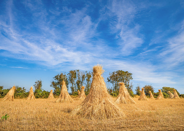 Traditional Irish stooks of barley in a golden harvested field under dramatic blue skies in rural Ireland fine art landscape photography by John Taggart