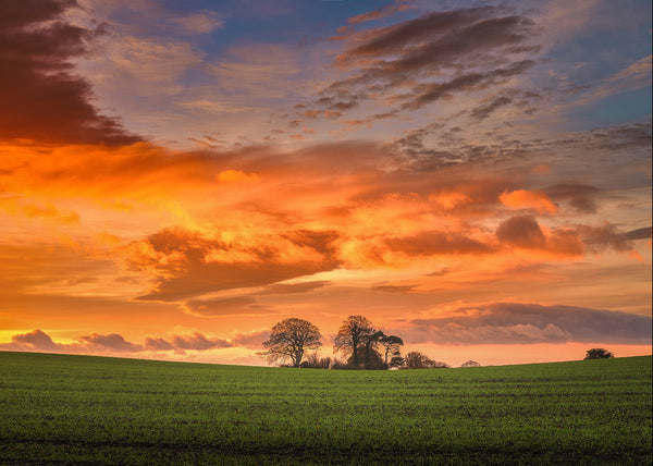 Irish countryside sunrise with dramatic orange sky and lone trees silhouetted on green field landscape