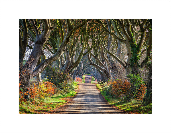 The Dark Hedges in County Antrim Northern Ireland by John Taggart Landscapes