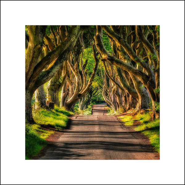 The Dark Hedges is an avenue of beech trees along Bregagh Road Northern Ireland. The trees form an atmospheric tunnel that has been used as a location popular television series Game of Thrones, which has resulted in the avenue becoming a popular tourist attraction. By John Taggart Landscapes