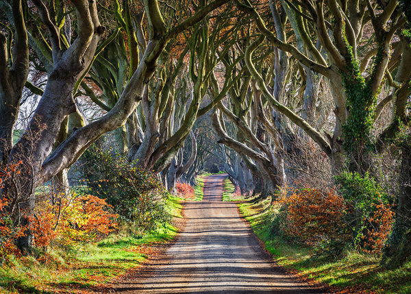 The Dark Hedges in County Antrim, Northern Ireland by John Taggart landscapes showing twisted beech trees forming a dark atmospheric tunnel over a country road