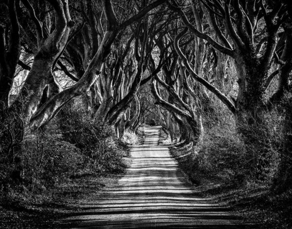 Black and white photograph of The Dark Hedges in County Antrim, Northern Ireland, showing twisted beech trees forming a dark atmospheric tunnel over a country road