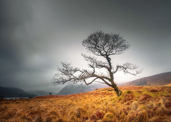 lone tree Glenveagh National Park Donegal Ireland moody landscape autumn grass mountains mist dramatic sky
