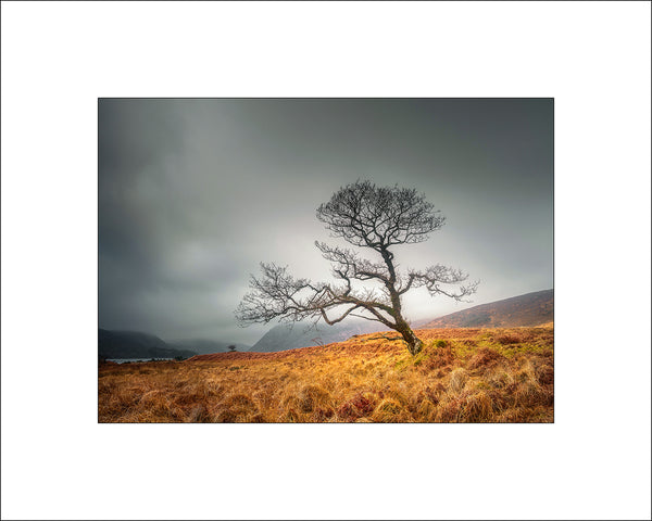 Tree Light Glenveagh