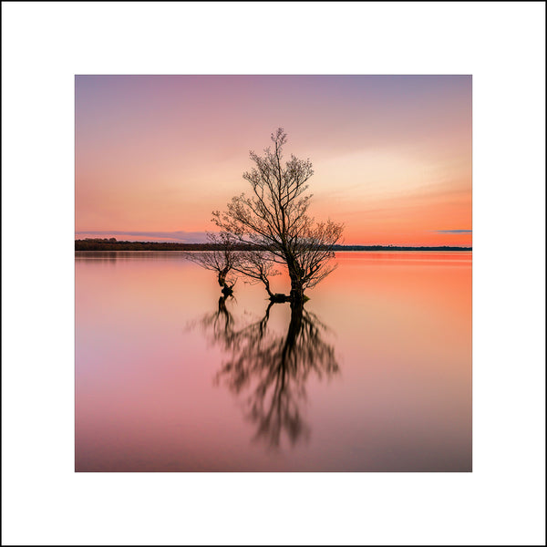 A beautiful little tree reflected during sunset on a perfectly still Lough Neagh in County Antrim by John Taggart Landscapes