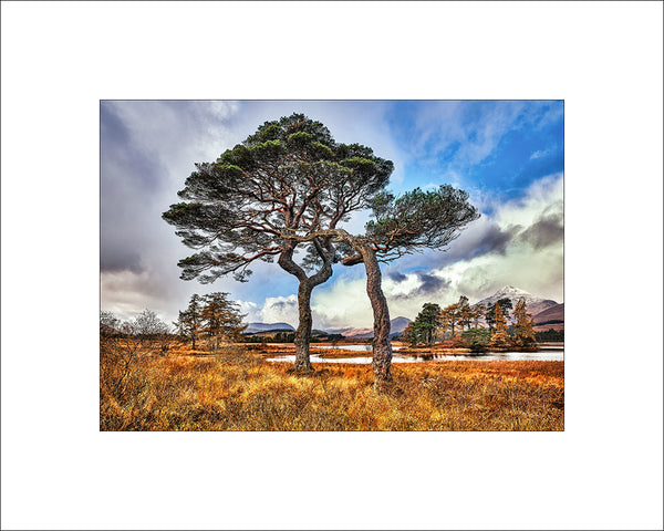 Caledonian Pines at Loch Tulla Highlands of Scotland by John Taggart Landscapes