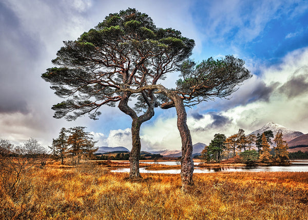 Two large, intertwined pine trees standing in a golden, grassy field in the foreground, with a tranquil loch, autumn trees, and a snow-capped mountain peak in the background under a dramatic, cloudy sky.