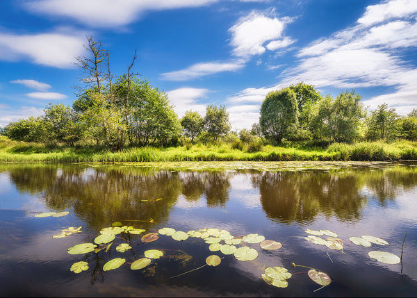 Summer Lilies on the River Unshin in County Sligo.