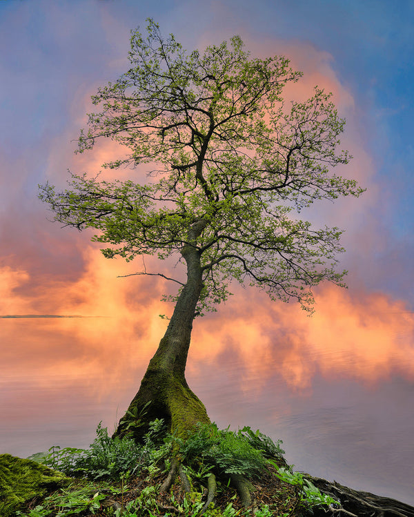 Solitary green moss-covered tree on a shoreline reflected against vibrant pink and peach sunrise clouds across still water - John Taggart Landscapes