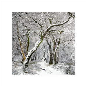 Winter among the woods at Glenravel in the beautiful Nine Glens of Antrim by John Taggart Landscapes